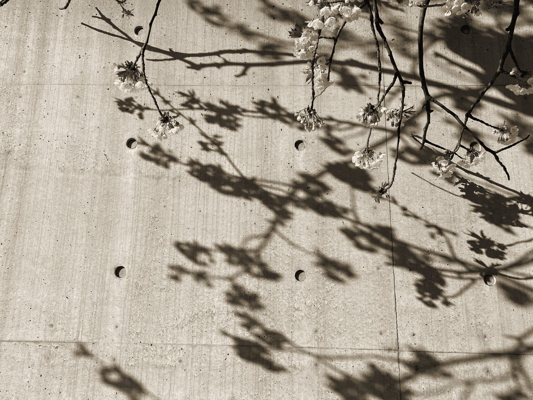 Mur de béton brut, ombres de branches en fleurs