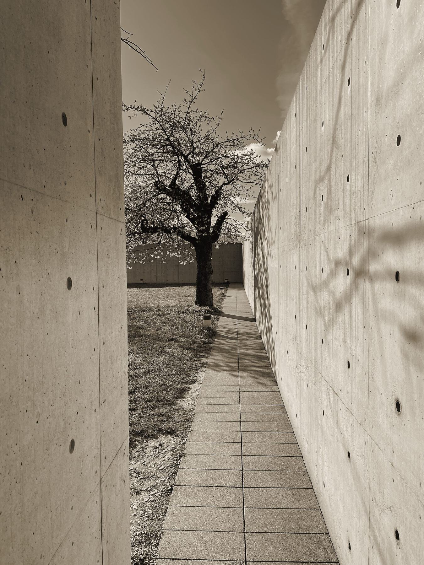 Allée entre deux murs de béton menant à un arbre en fleurs